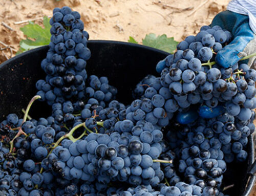 AGRO – UPA-UCE se reúne con Agricultura para reclamarle que publique los costes de producción de la uva para esta campaña