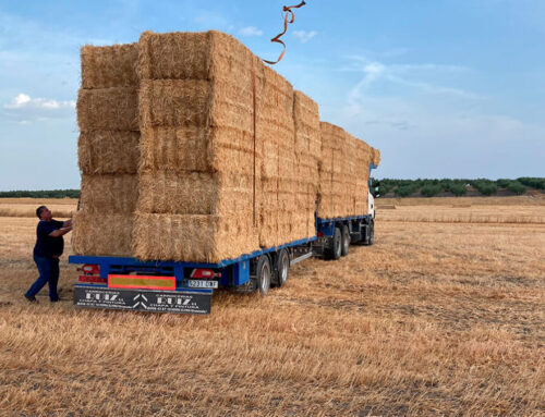 AGRO – La salida de cereal ucraniano hunde los precios y lo hace muy deprisa y apenas cubren ya los costes de producción