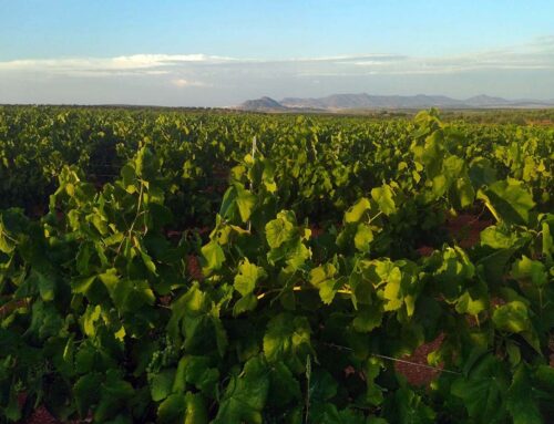 La CLYGAL denuncia la arbitrariedad e incompetencia de Agroseguro con las pólizas de la uva